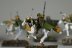 Warhammer Fantasy Battles Wood Elf Glade Riders x5 (Painted)