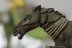 Warhammer Fantasy Battles Wood Elf Glade Riders x5 (Painted)