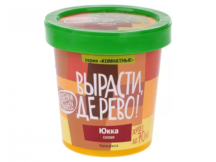 Вырасти дерево: Юкка сизая