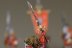 Warhammer Fantasy Battles High Elf Swordmasters x10 (Painted)