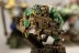 Warhammer 40K Space Ork Boyz Diorama with x5 miniatures (Painted)