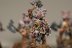 Warhammer Age of Sigmar Khorne Blood Warriors x5 (Painted)