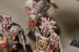 Warhammer Age of Sigmar Khorne Blood Warriors x5 (Painted)
