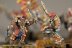 Warhammer Age of Sigmar Khorne Bloodreavers x10 (Painted)