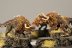 Warhammer Fantasy Battles Chaos Warhounds x5 (99120201009) (Painted)