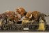 Warhammer Fantasy Battles Chaos Warhounds x5 (99120201009) (Painted)