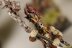 Warhammer Fantasy Empire Flagellants x10 (99120202017) (Painted)