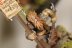 Warhammer Fantasy Empire Flagellants x10 (99120202017) (Painted)