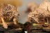 Warhammer 40k Space Wolves Fenrisian Wolf Pack x10 (Painted)