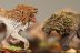 Warhammer 40k Space Wolves Fenrisian Wolf Pack x10 (Painted)