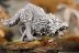 Warhammer 40k Space Wolves Fenrisian Wolf Pack x10 (Painted)