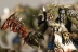 Warhammer Fantasy Battles Orc Boys x10 (Painted)