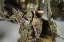 Warhammer 40k Death Guard Plague Marines x5 (Painted)
