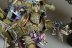 Warhammer 40k Death Guard Plague Marines x5 (Painted)